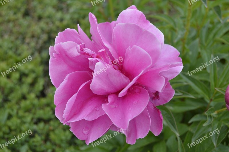 Peony Rose Garden Tree Nature