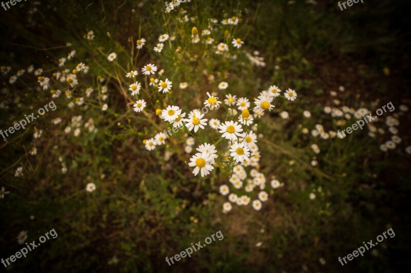 Flowers Green Nature Summer Natural