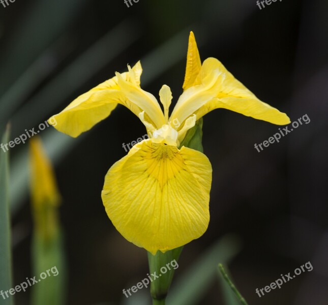 Yellow Iris Growth In Water Edge Rare Free Photos