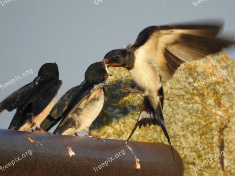 Feeding Birds Nature Mouthful Chicks