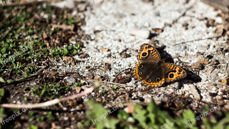 Butterfly Nature Bugs Natural Insect