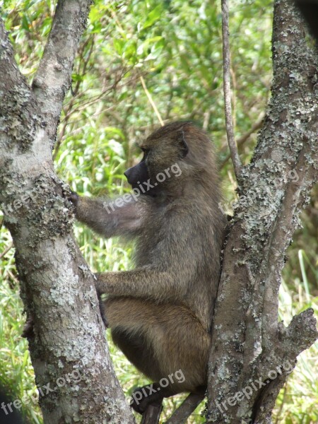 Monkey Animal World Tanzania Free Photos