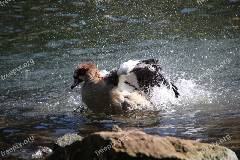 Nilgans Bird Water Effect Bad Water