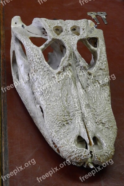 Alligator Skull Cranium Reptile Bone