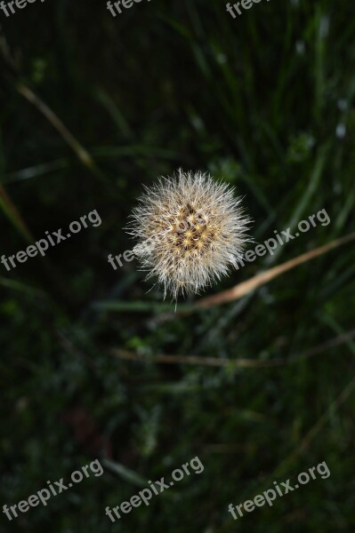 Autumn Flower Plant Nature Hairy