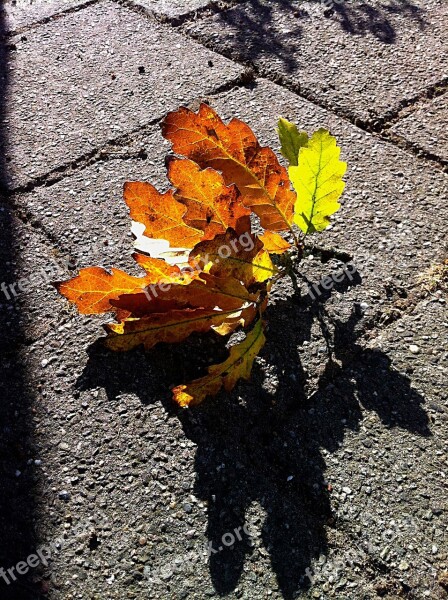 Autumn Oak Leaf Leaves Branch Colors