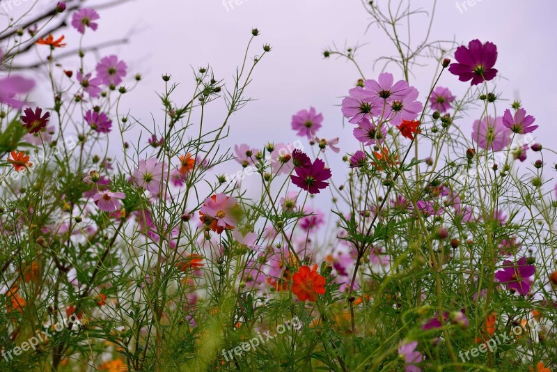 Autumn Cosmos Siheung Sponge Bone Ecological Park Tabitha Landscape