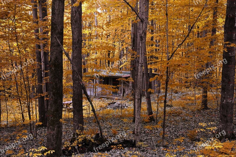 Forest Fall Sun Trees Nature