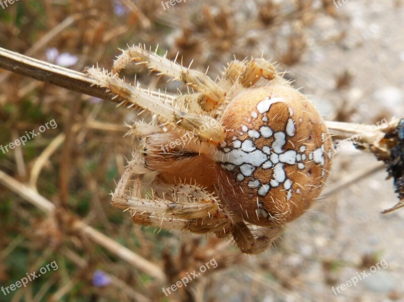 Spider Web Araneus Diadematus European Garden Spider Cross Spider