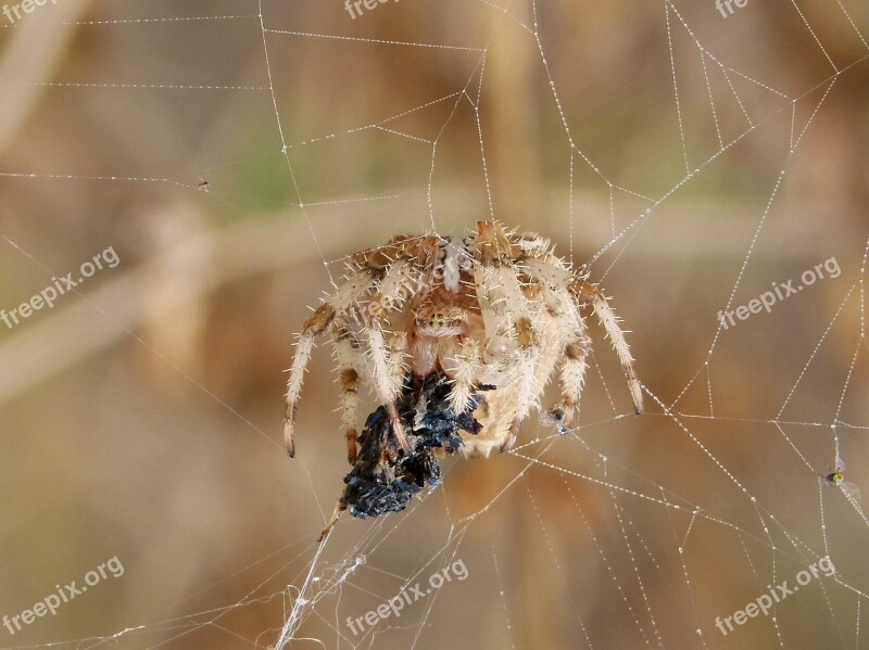 Spider Web Araneus Diadematus Devouring An Insect Hunt