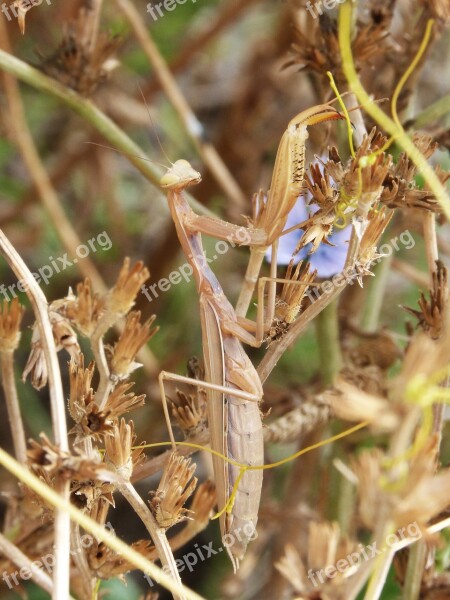 Mantis Religiosa Insect Mantis Plegamans Pregadeu