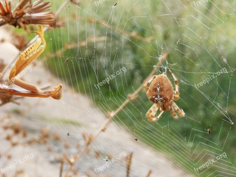 Spider Mantis Web Araneus Diadematus Devouring An Insect