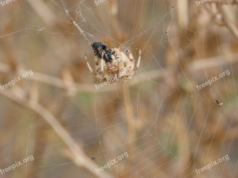 Spider Web Araneus Diadematus Devouring An Insect Hunt