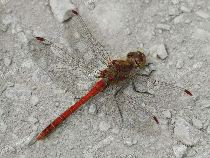 Dragonfly Red Dragonfly Sympetrum Striolatum Winged Insect Libelulido