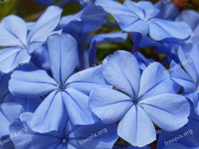 Blue Flowers Flower Background Texture Beauty