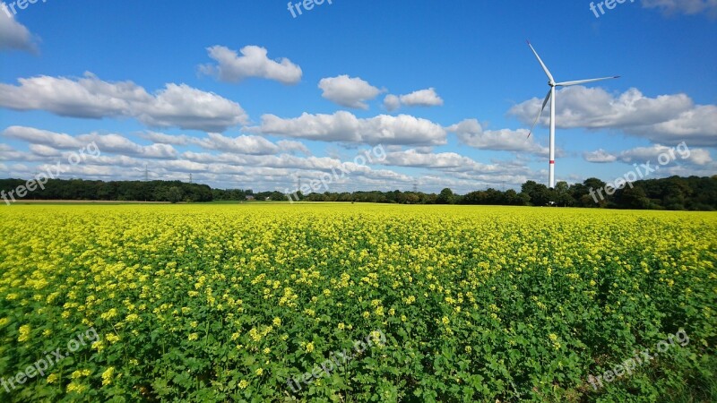 Autumn Field Arable Rape Blossom Fields