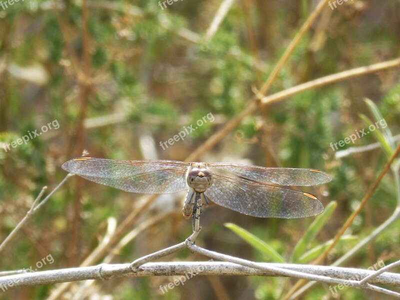 Dragonfly Sympetrum Striolatum Front View Winged Insect I Odonado