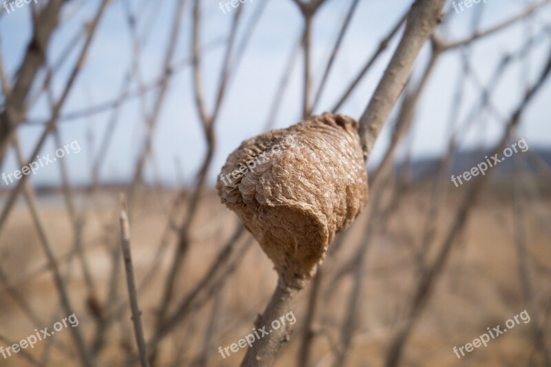 Cocoon Branch Brown Mountain Insect