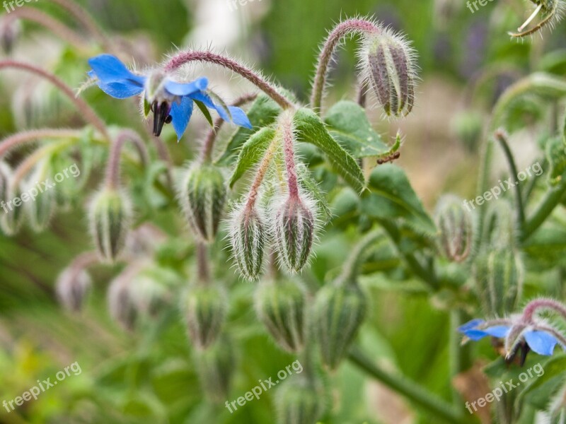 Garden Blue Heal Herbs Healthy