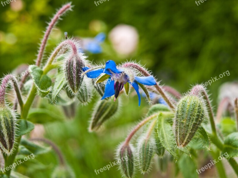 Garden Blue Heal Herbs Healthy