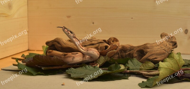 Snake Boa Boa Constrictor Imperator Reptile Head