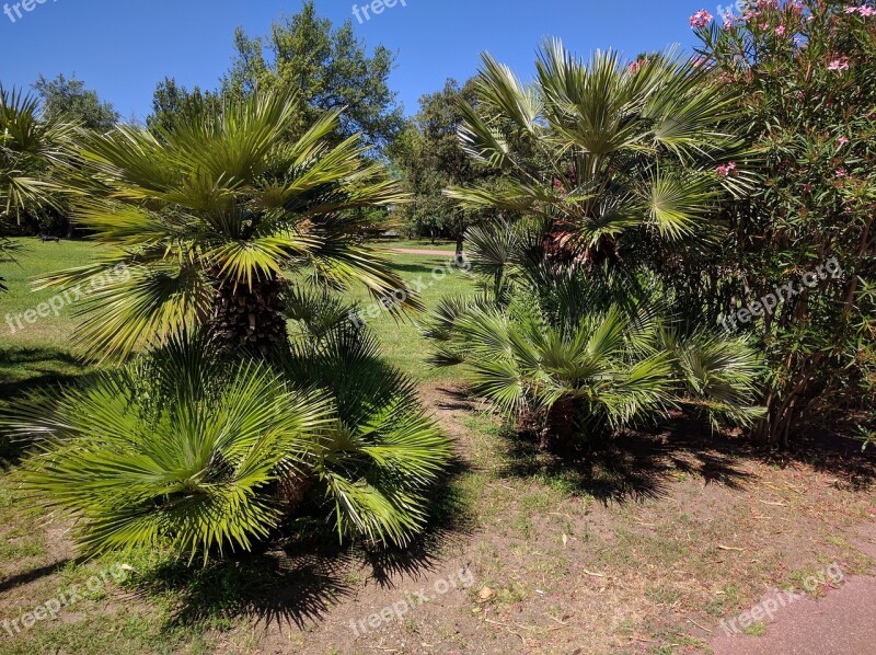 Palm Trees Park Meadow Rush Earth