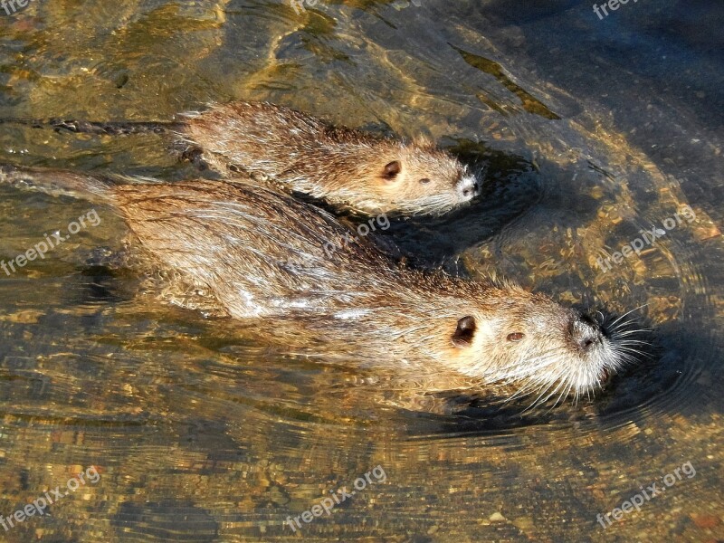 Coypu Animals River Free Photos