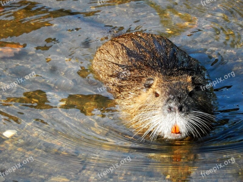 Nutria Water Rat Pond Free Photos