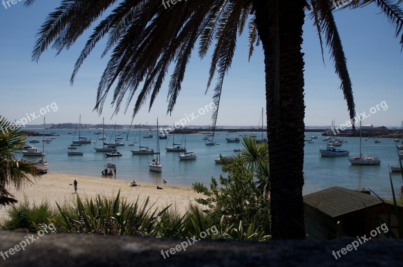 Palm Seaside Sandy Beach Free Photos