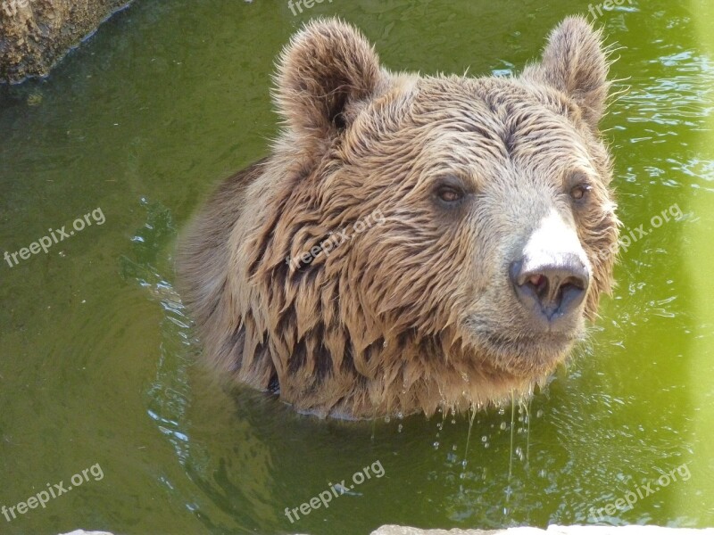 Bear Spain Travel Wildlife Europe