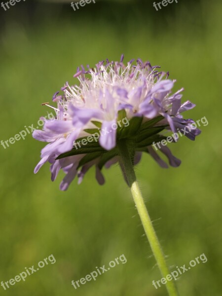 Meadow Flower Dandelion Healthy Salad