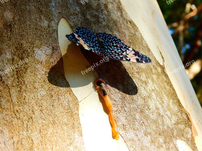 Butterfly Estaladeira Blue Butterfly Nature Sap