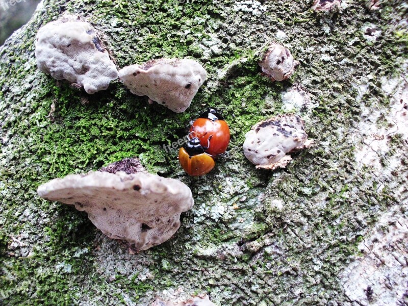 Ladybug Beetle Insect Leaf Stem