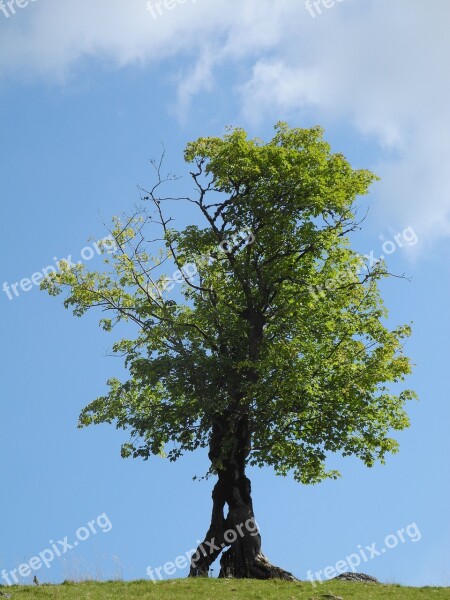 Tree Green Old Tree Green Tree Nature