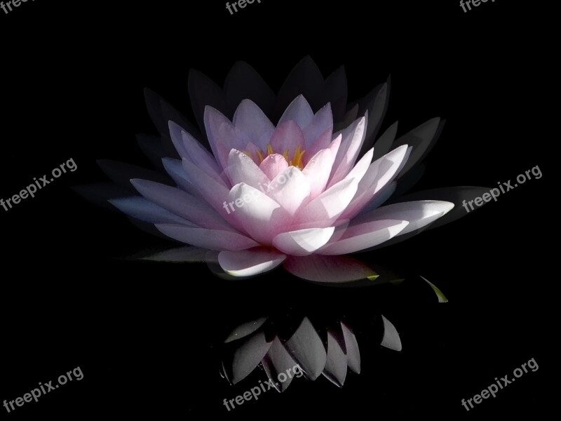 Water Lily Pink Pink Water Lily Blossom Bloom