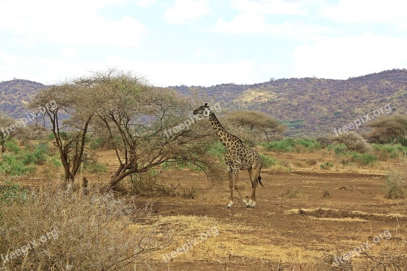 Giraffe Safari Tanzania Ngorongoro Crater