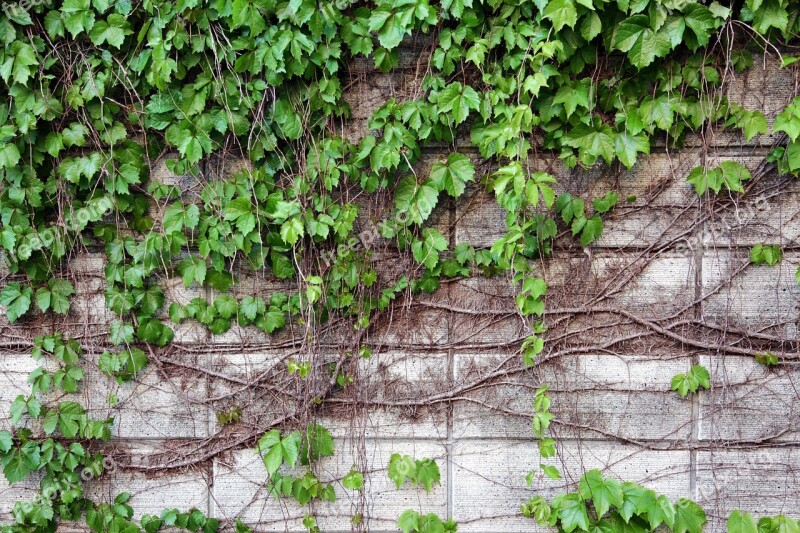 Wall Nature Vine The Leaves Plants