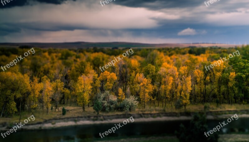 Trees Nature Tilt Shift Natural Forest