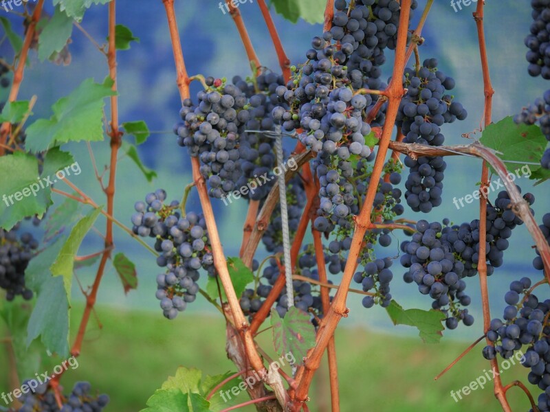 Grapes Red Wine Vineyard Winegrowing Red