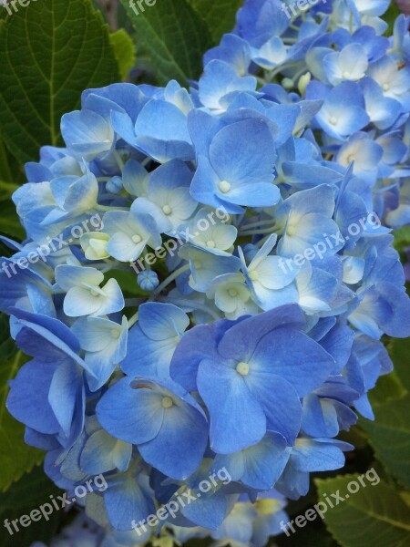 Flowers Floral Hydrangea Blue Plants