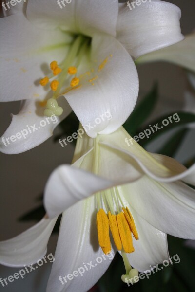 Lilly Flower Easter Lily Floral