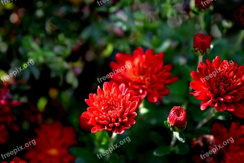 Plant Flower Mum Red Bloom