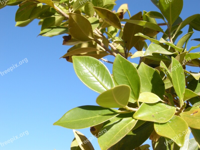 Egypt Abu Simbel Tree Free Photos