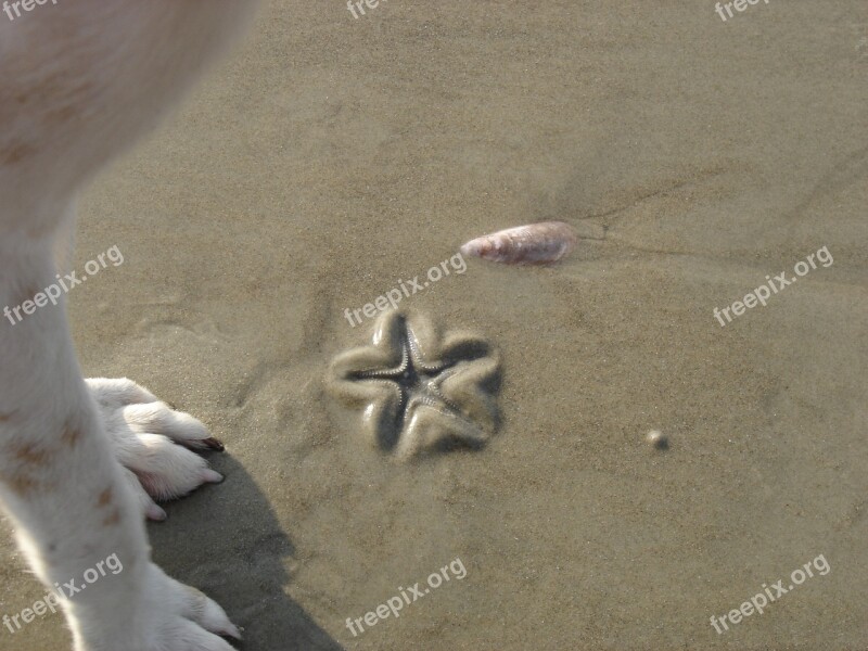 Beach Sea Goa Dog Starfish