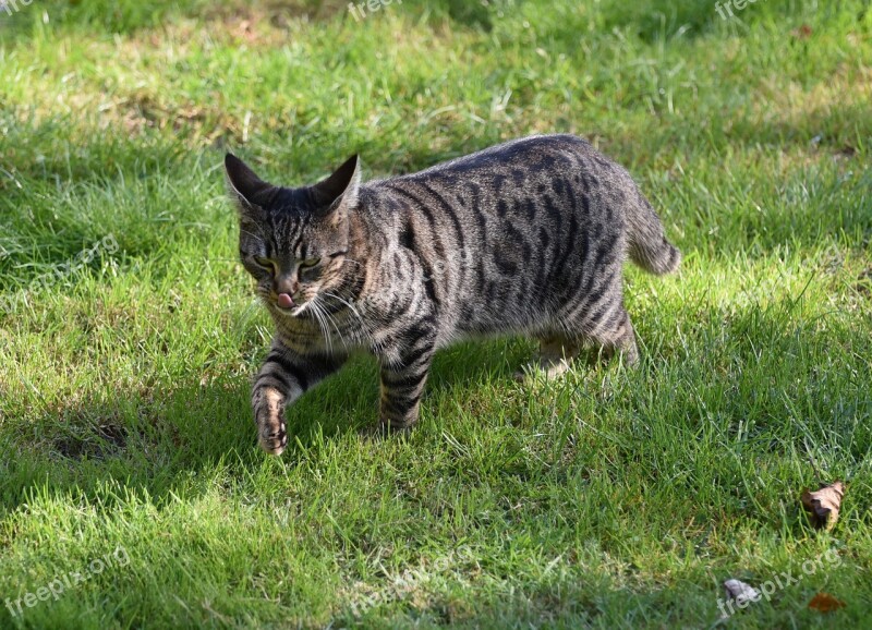 Cat Sneak Mackerel Cute Graugetiegert