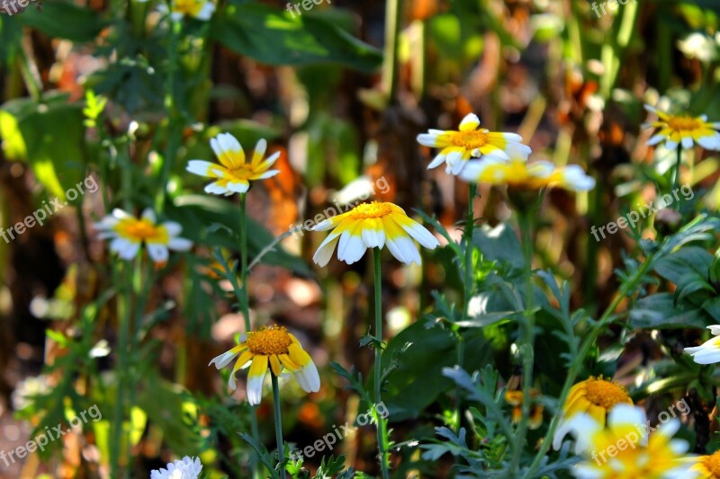 Autumn Daisy Beautiful Flowers Flora Plant