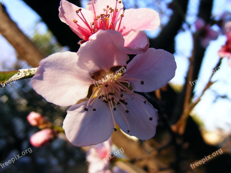 Blossoms Spring Apricot Pink Flower