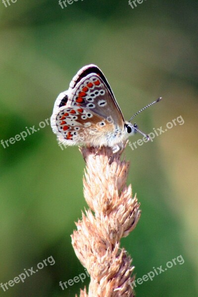 Butterfly Macro Insect Nature Wildlife