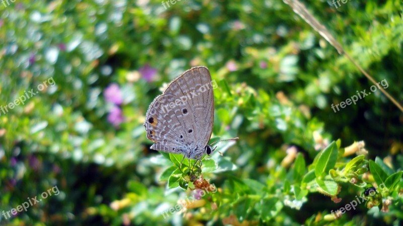 Vietnam The Butterfly Closeup Beautiful Butterflies Free Photos