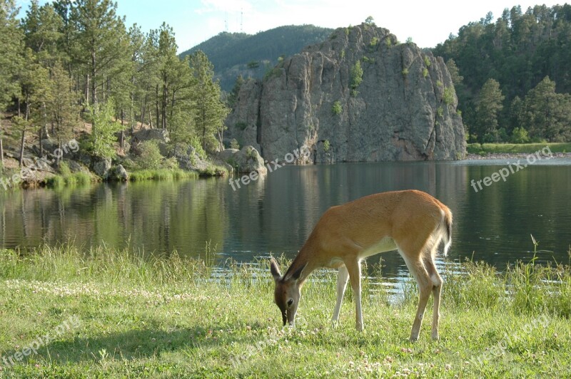 Nature Deer Lake Peaceful Restful